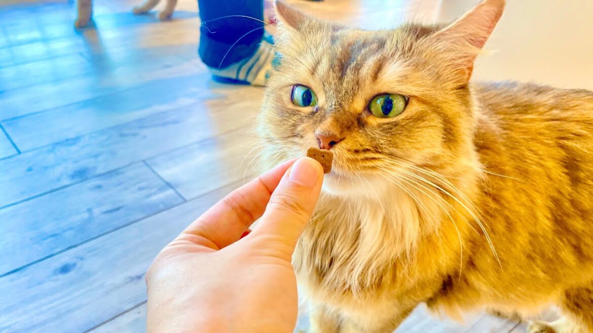 🐈✨Extremely clean cat cafe! Exploring the coziest Cat Café in the sky #catcafé#thingstodoinjapan 🐈✨Extremely clean cat cafe! Exploring the coziest Cat Café in the sky #catcafé#thingstodoinjapan