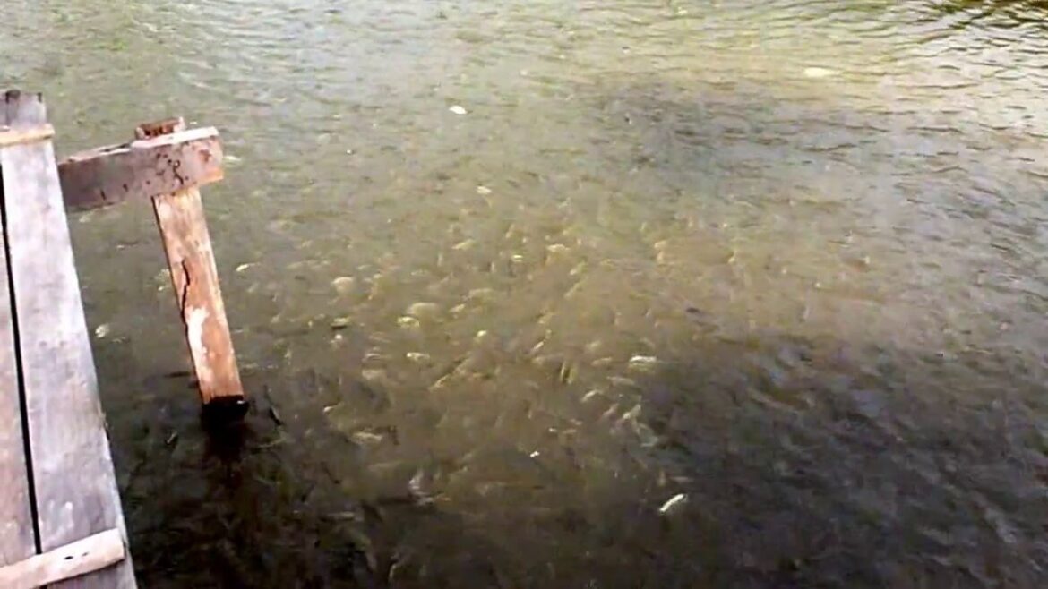 Visiting friend fish farm