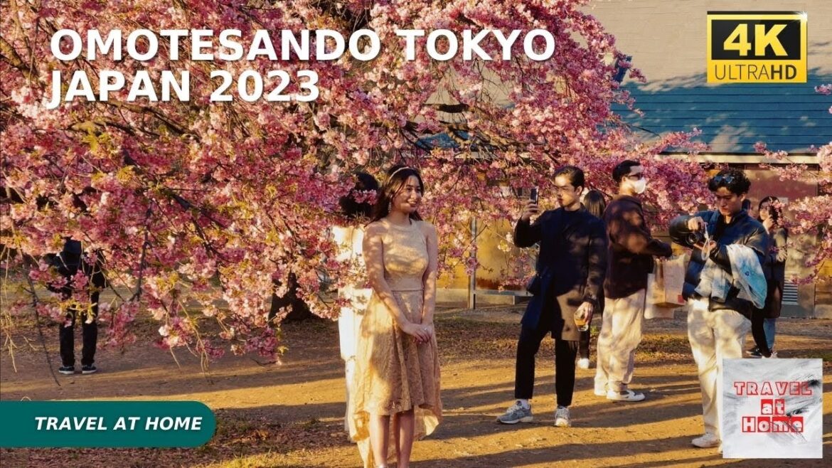 4k hdr japan travel | Walk in Omotesando & Harajuku Tokyo japan |  Relaxing Natural City ambience