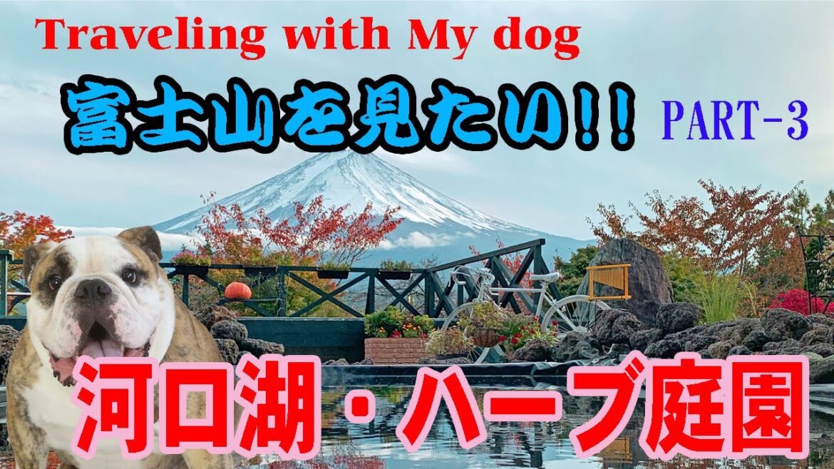 Traveling with My dog 「富士山を見たい!!」3~河口湖・ハーブ庭園旅日記編 Traveling with My dog 「富士山を見たい!!」3~河口湖・ハーブ庭園旅日記編