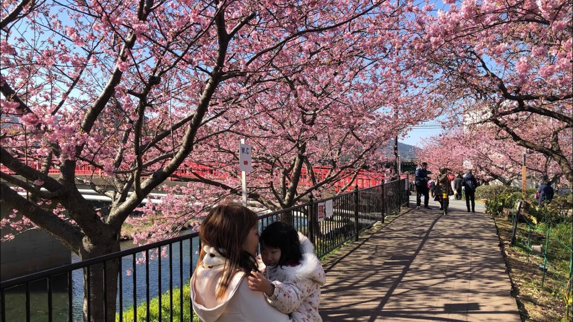 【伊豆旅2020】中編　伊豆では一足早く春満開だった...    伊豆長岡温泉ホテル天坊　(2020年動画)