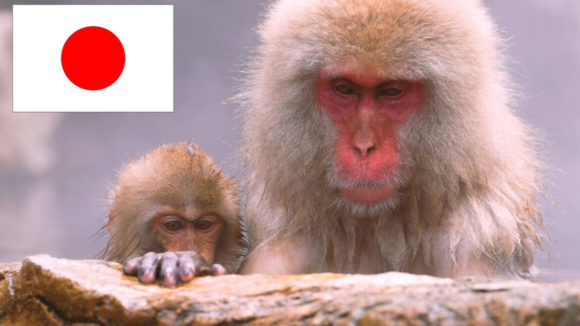 Jigokudani Snow Monkey Park|Nagano|Monkeys enjoying hot springs without worrying about other peop… Jigokudani Snow Monkey Park|Nagano|Monkeys enjoying hot springs without worrying about other peop...