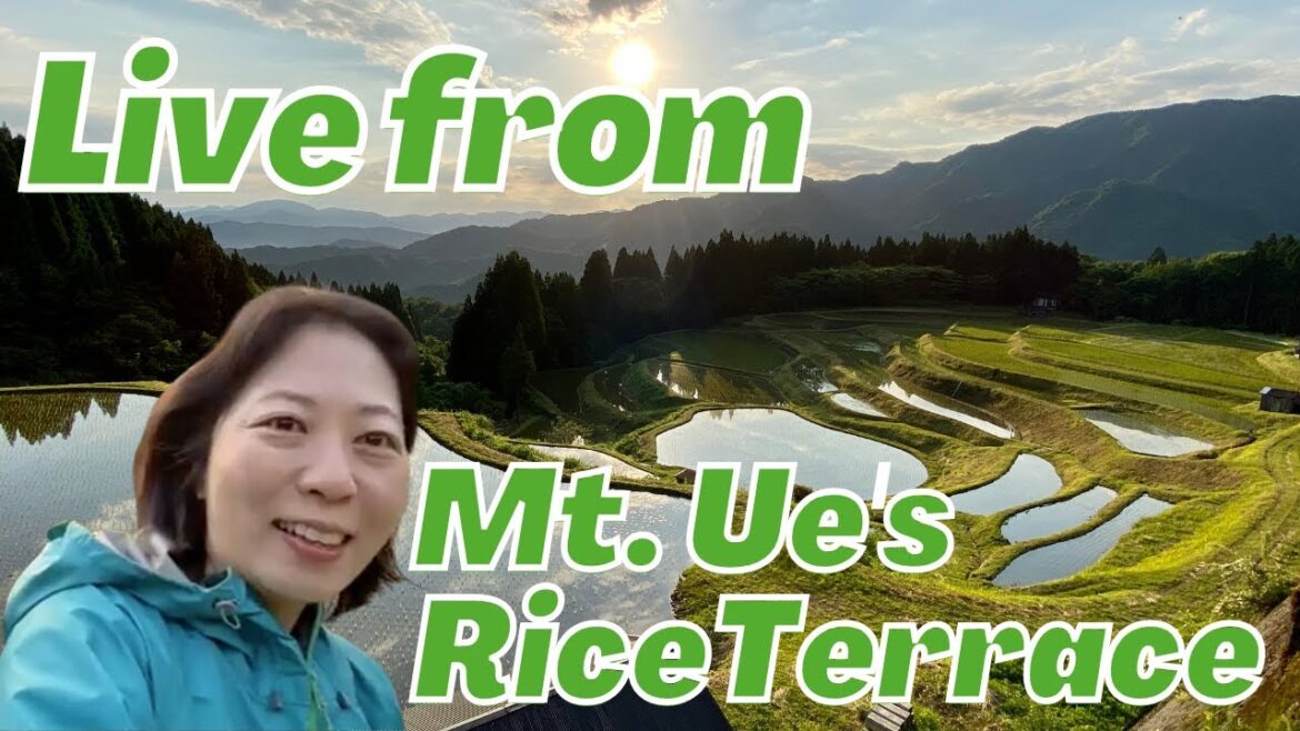 Live from beautiful rice terrace of Japan | Mt.Ue's Rice Terrace in Hyogo | Countryside of Japan