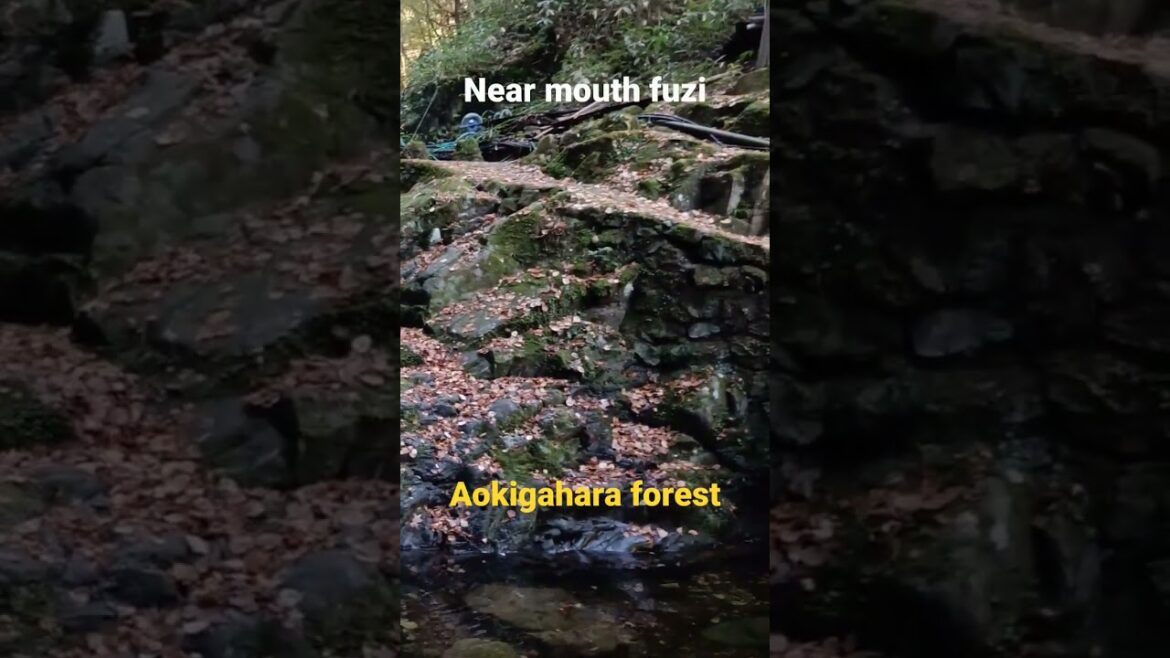 Aokigahara forest trails near mount fuzi Japan #shortsfeed #shorts #short #viral