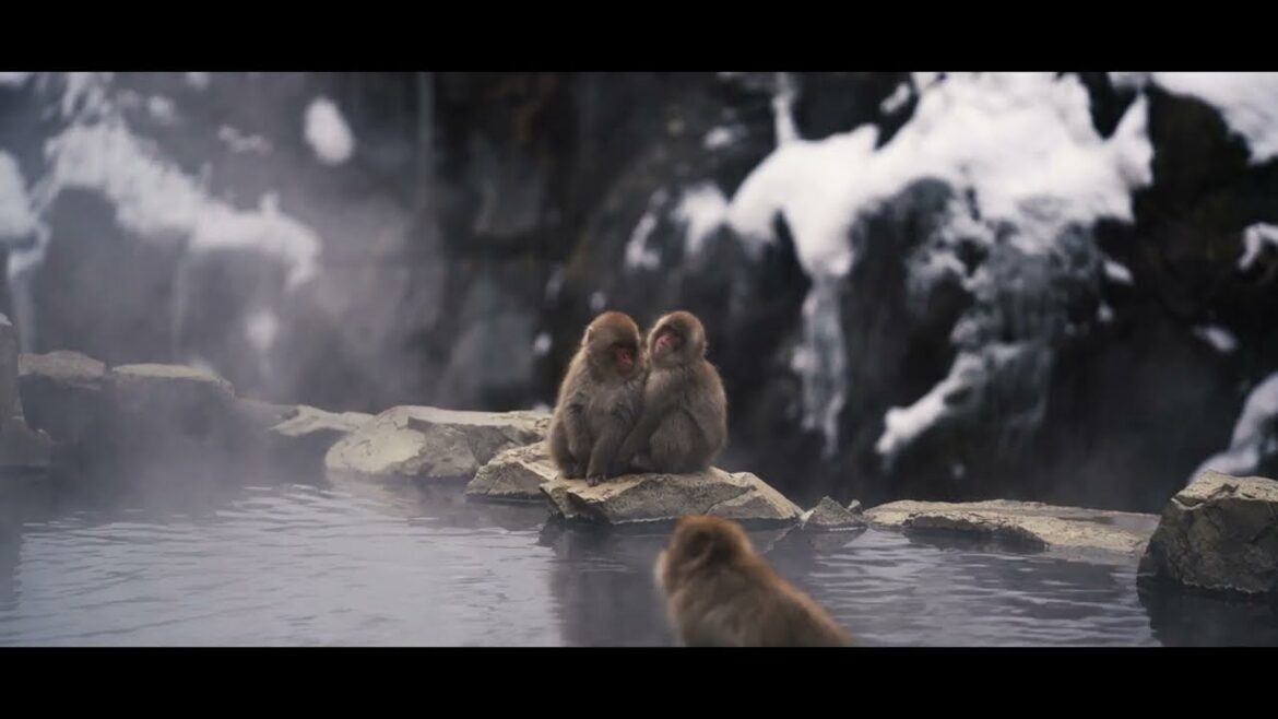 Travel log - Japan Feb 2023