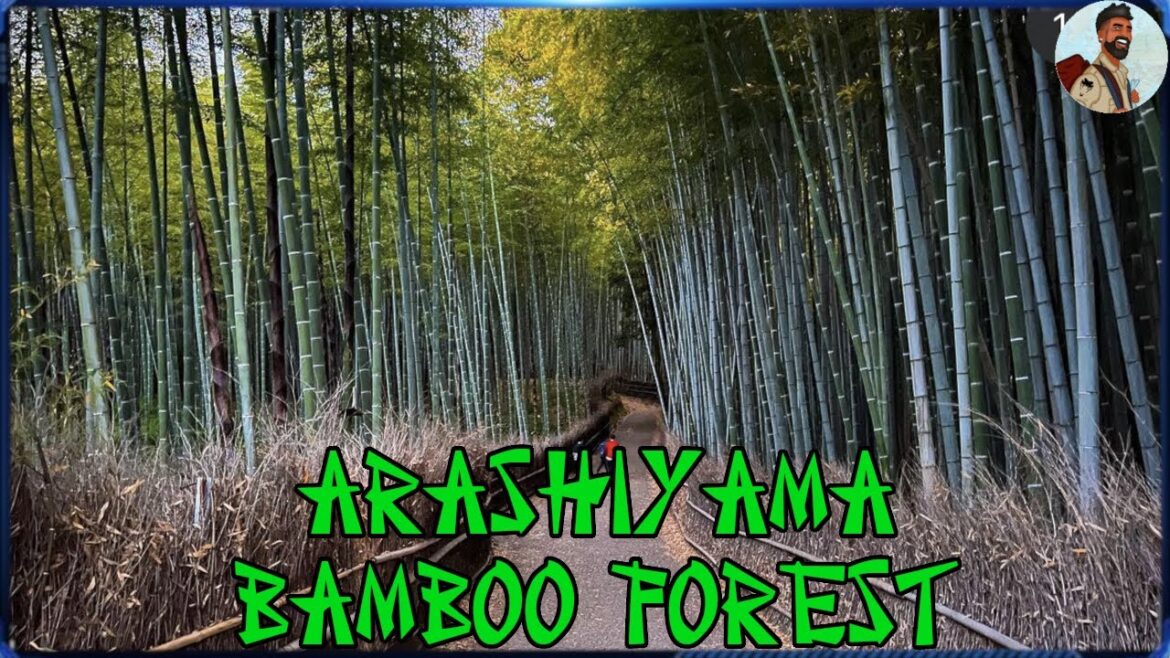 My Trip to Arashiyama Bamboo Forest | Kyoto My Trip to Arashiyama Bamboo Forest | Kyoto