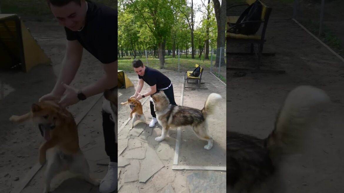 Shiba Inu Simba🐕Subscribe and like 🙏 They are the best friends🐶 #shorts #travel #เพื่อนที่ดีที่สุด