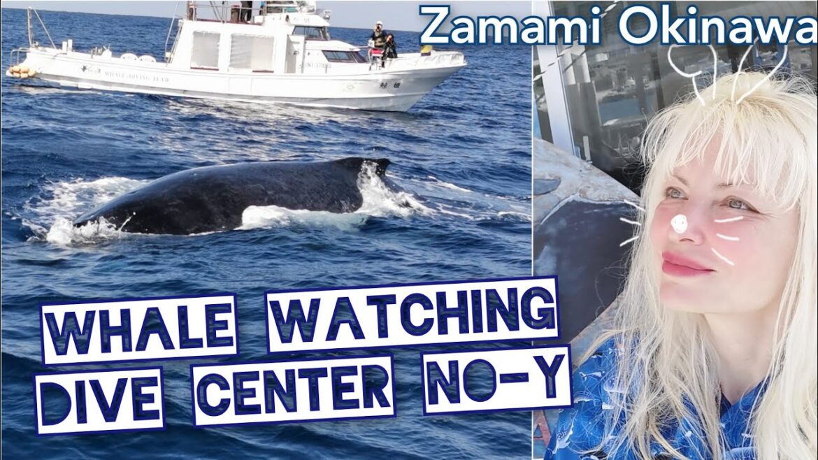 LUCKY 3 WHALES 🐋 ACTUAL WATCHING with Dive Center No-Y Zamami Okinawa January 2023