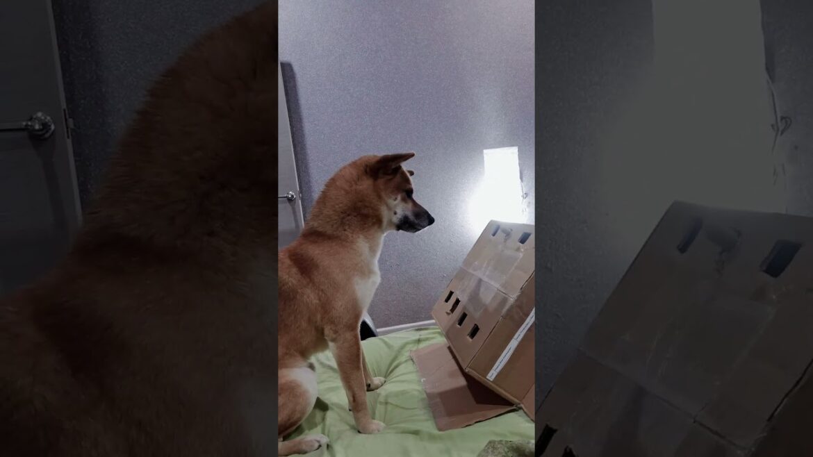 Shiba Inu Simba🐕Subscribe and like 🙏If you want, there will be more Simba #shorts #dog #travel Shiba Inu Simba🐕Subscribe and like 🙏If you want, there will be more Simba #shorts #dog #travel