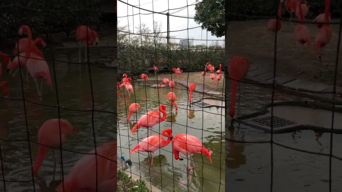 【東京】目が覚めるほど美しい色のフラミンゴ 上野動物園 #Shorts 【東京】目が覚めるほど美しい色のフラミンゴ 上野動物園 #Shorts