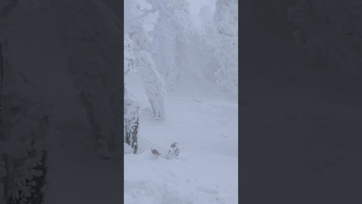 竹北好人去日本八甲田山看樹冰：冬天、雪