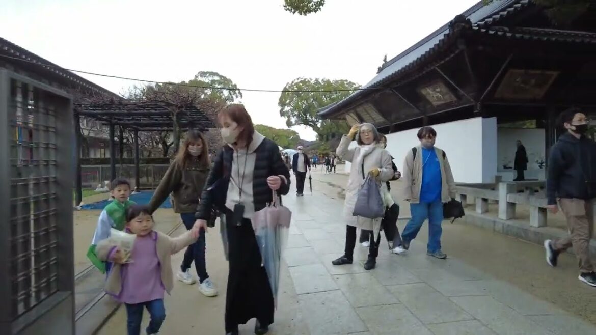 太宰府天満宮 散歩ツアー #fukuoka  #tour #japan