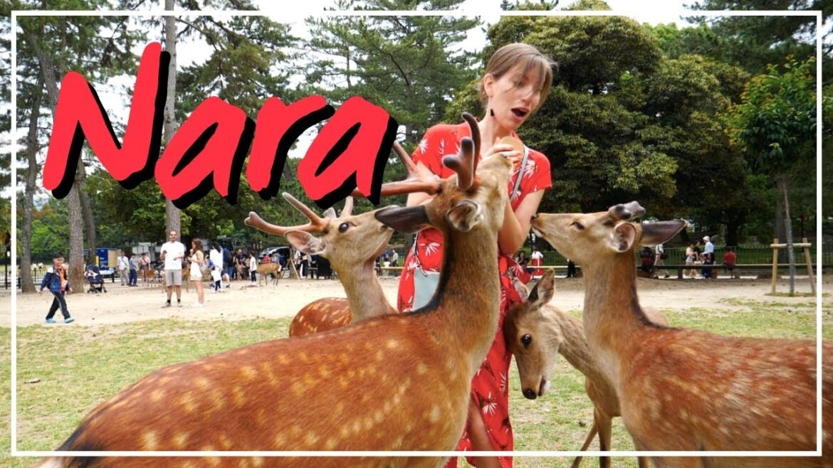 ¿Cómo visitar Nara, Japón? | Los Ciervos de Nara + Comida Callejera Japonesa ¿Cómo visitar Nara, Japón? | Los Ciervos de Nara + Comida Callejera Japonesa
