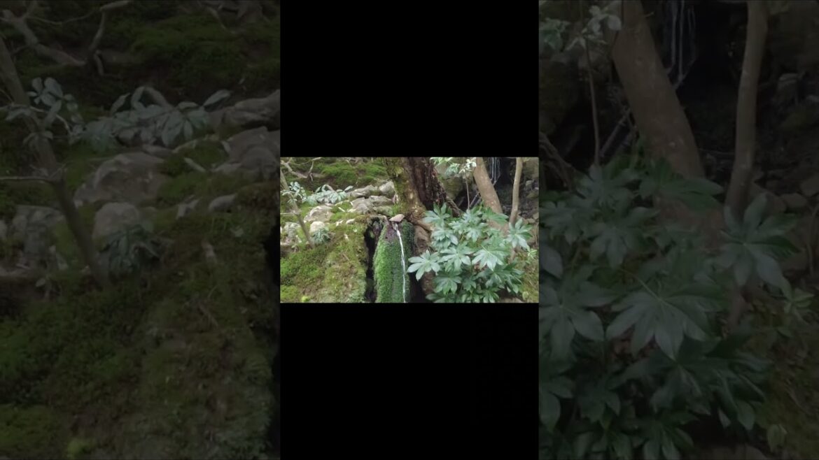 Silver Pavilion (Ginkakuji Temple) 🏛️ #shorts #bgm