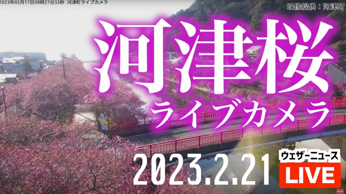 河津桜ライブカメラ／「静岡県河津町」ライブカメラより　2023年02月21日