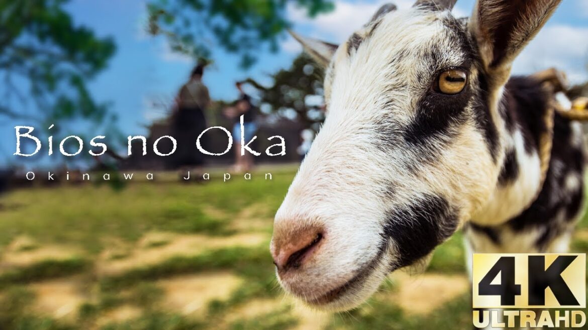 Bios no oka: Okinawa’s most beautiful park. Bios no oka: Okinawa's most beautiful park.