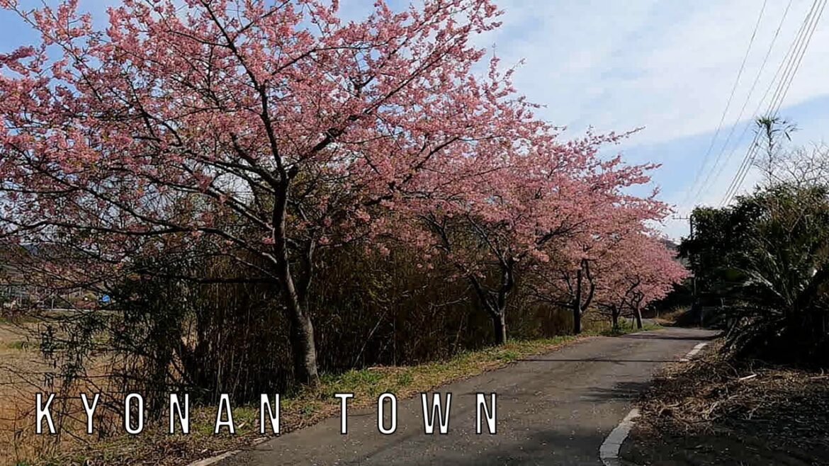 Japan Cherry Blossoms Drive - Kyonan Town, Chiba 4K Sakura