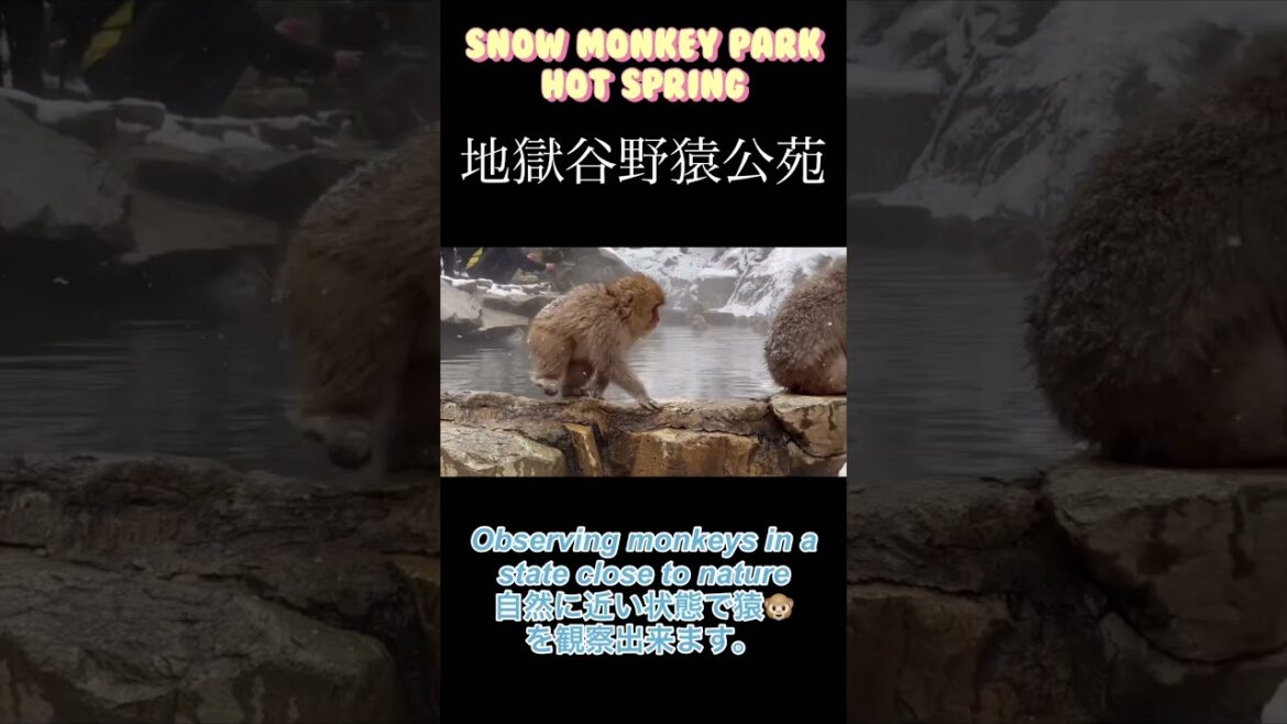 Japanese snow monkey hot spring Nagano 長野　スノーモンキー　1泊2日湯田中温泉♨️は最高でした❗️ #地獄谷野猿公苑 #snowmonkey