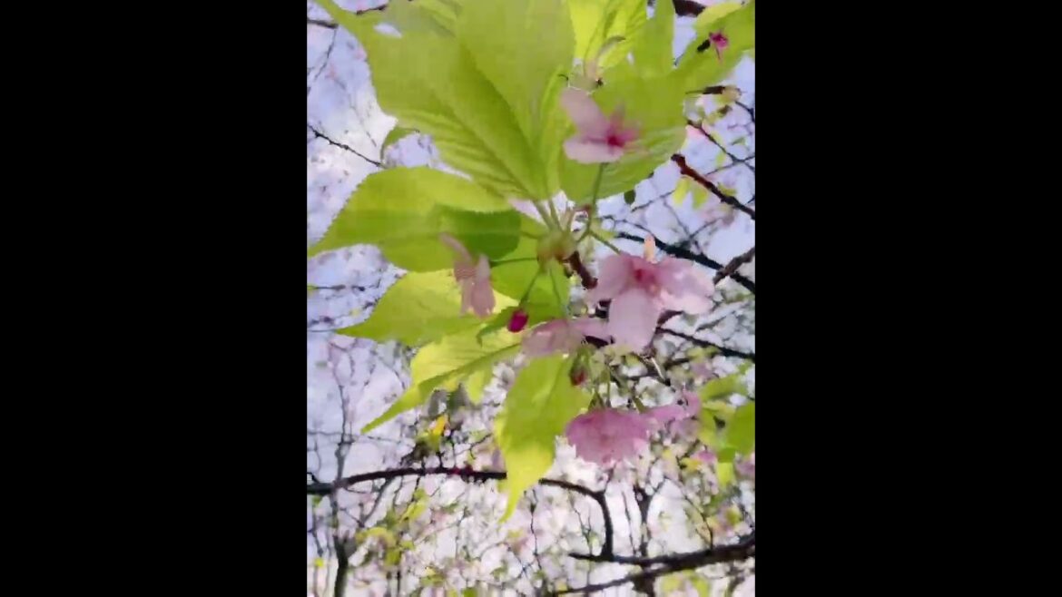 伊豆では桜が咲いてるぞ〜 ことし最初の桜 2023-02 河津桜 伊豆半島 2023-02 Cherry blossoms are blooming in  Izu Peninsula #shorts 伊豆では桜が咲いてるぞ〜 ことし最初の桜 2023-02 河津桜 伊豆半島 2023-02 Cherry blossoms are blooming in  Izu Peninsula #shorts