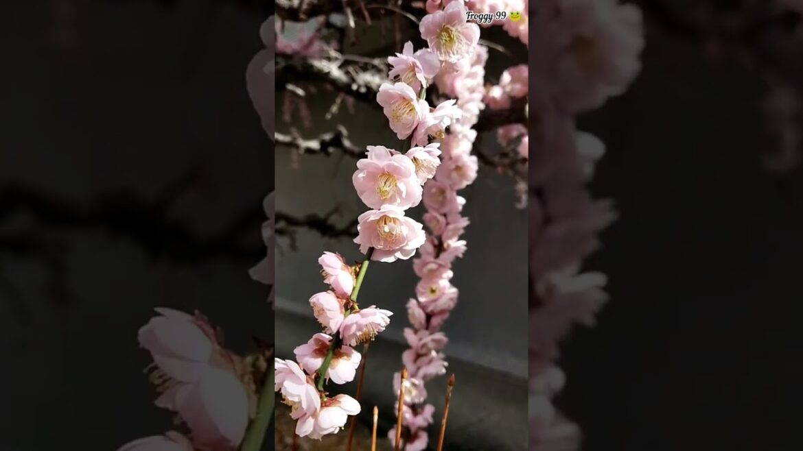 #sakura#kobe#japan#flowers#樱花#花卉#日本神户#风景 #生田神社#旅游#cherryblossom #beautifulscenery