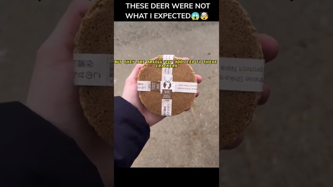 These BOWING🙇♂️ deers are AGGRESSIVE 😱 #shorts #onlyinjapan #travel #japan #japantravel These BOWING🙇♂️ deers are AGGRESSIVE 😱 #shorts #onlyinjapan #travel #japan #japantravel