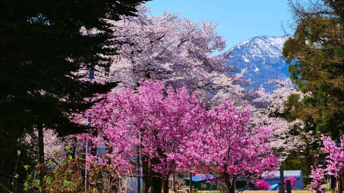 4K HDR 新潟 経塚山の桜 Niigata,Sakura at Kyozukayama