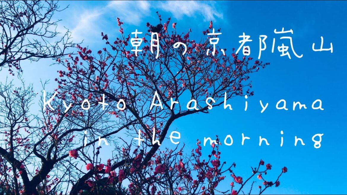 2023年3月1日(水) 朝の京都嵐山🐰 Kyoto Arashiyama in the morning