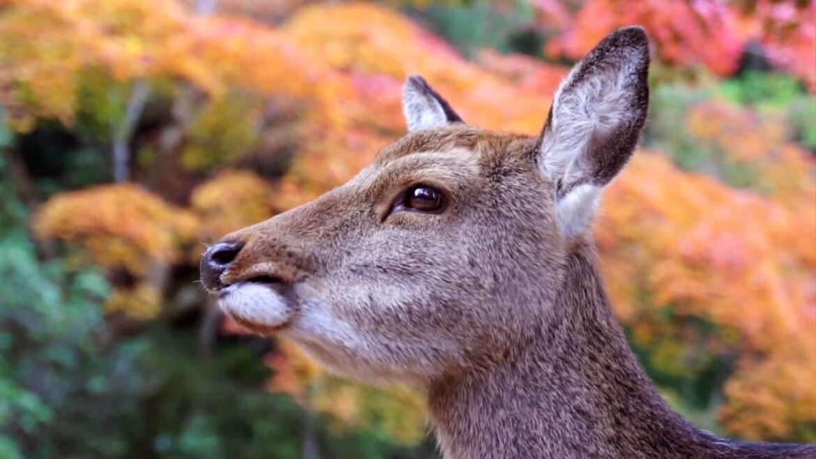 MIYAJIMA 岩惣・秋篇　IWASO in Fall