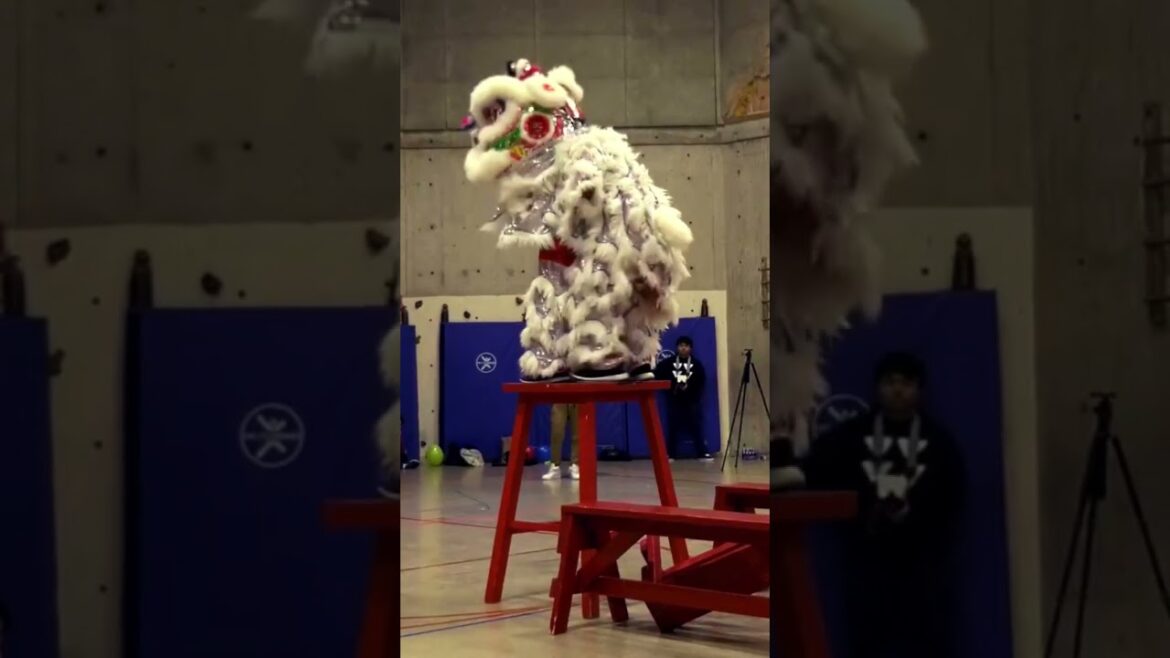 Lion Dance Competition múa lân sư tử tarian singa #liondance #mualan #舞狮