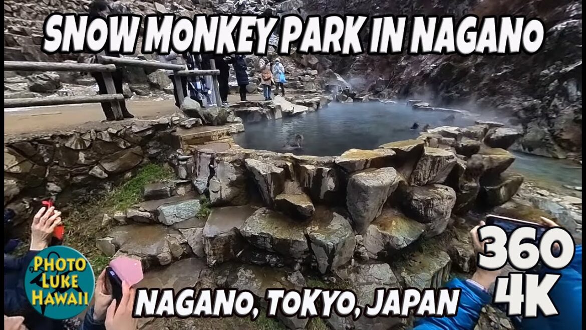 Snow Monkey Park in Nagano Onsen & Visitor Gift Shop 360 Walk December 21, 2022 Nagano Japan Snow Monkey Park in Nagano Onsen & Visitor Gift Shop 360 Walk December 21, 2022 Nagano Japan