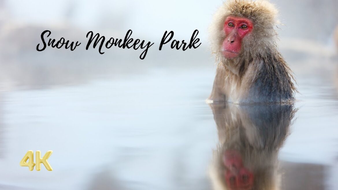 Time-lapse Travel – Snow Monkey Park (Jigokudani Yaen Koen) – Yamanouchi, Japan – 4K Time-lapse Travel - Snow Monkey Park (Jigokudani Yaen Koen) - Yamanouchi, Japan - 4K