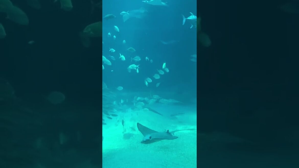 【観光】海遊館へ　#旅行 #japan #travel #ドライブ #水族館　#大阪観光　#oosaka #癒し