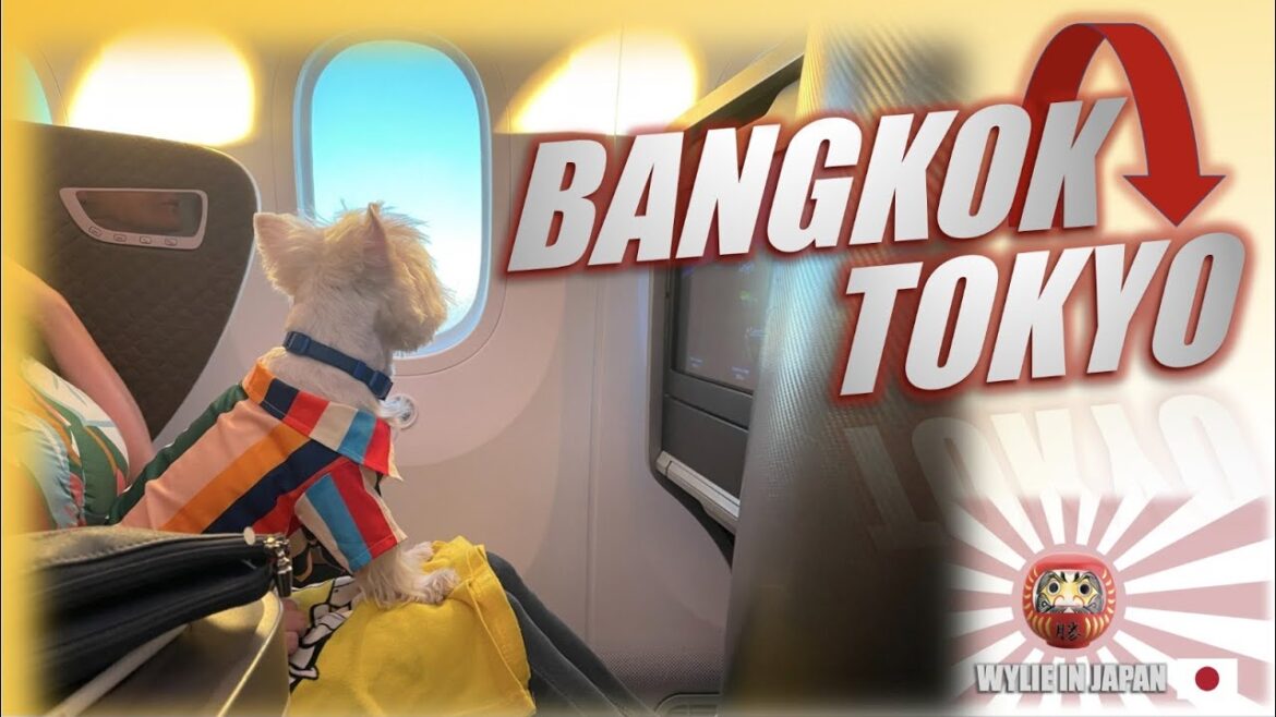 SINGAPORE AIRLINES BANGKOK TO TOKYO BUSINESS CLASS WITH DOG IN CABIN SINGAPORE AIRLINES BANGKOK TO TOKYO BUSINESS CLASS WITH DOG IN CABIN