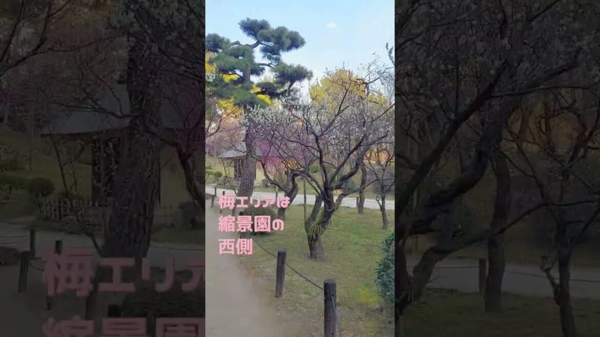 春が来た！　広島市おすすめ　梅スポット・縮景園　河津桜も。