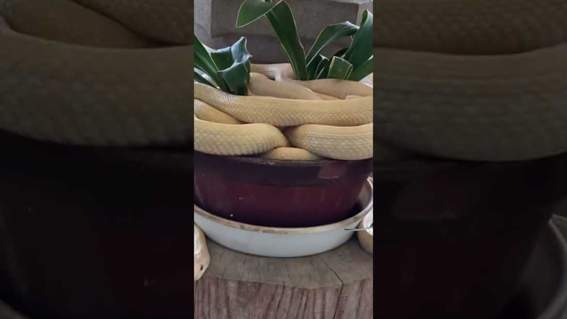 【旅•観光】岩国・尾道　へ「岩國白蛇神社」に行ってきたよ