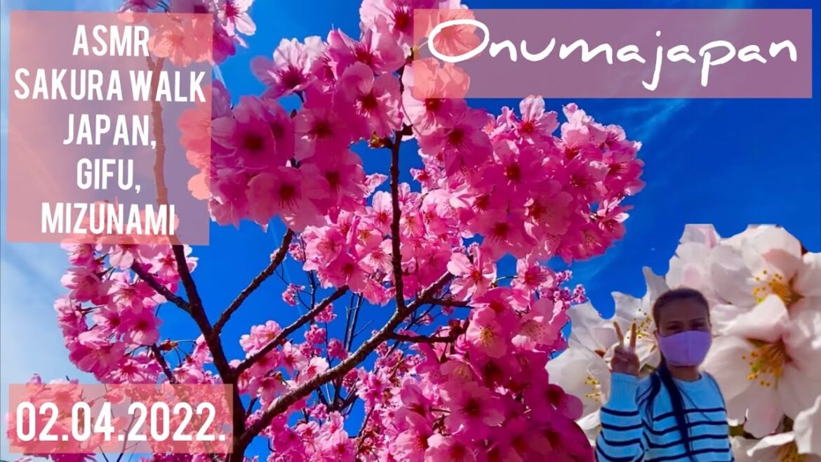 [ASMR] SAKURA WALK GIFU, MIZUNAMI 02.04.2022