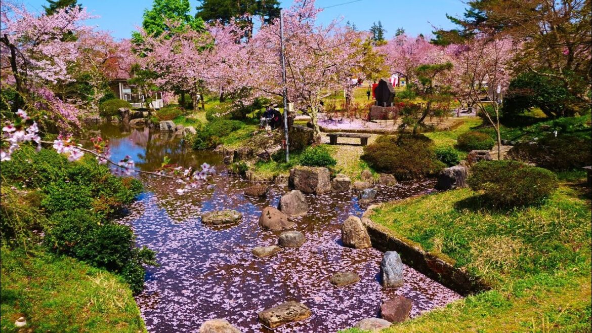 4K HDR 新潟 村松公園の桜 Niigata,Sakura at Muramatsu Park