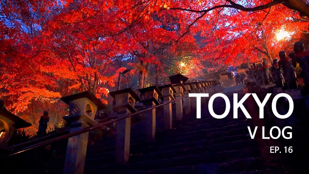 도쿄·근교 9일 | Ep16 | 요코하마 | 오야마 | 단풍 | 아후리신사 | 오야마데라 | 라이트업 | 케이블카 | 이세하라 | 근교여행 | 이세하라 | 카나가와 | 도쿄여행 도쿄·근교 9일 | Ep16 | 요코하마 | 오야마 | 단풍 | 아후리신사 | 오야마데라 | 라이트업 | 케이블카 | 이세하라 | 근교여행 | 이세하라 | 카나가와 | 도쿄여행