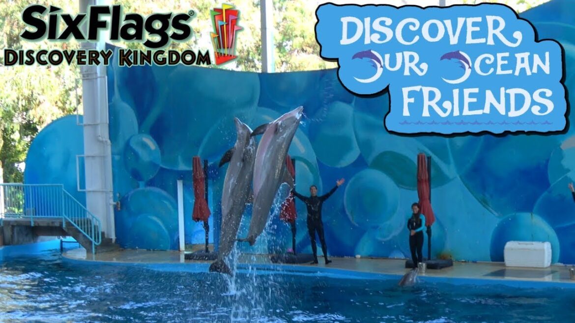 (4K) Discover Our Ocean Friends! [FULL Dolphin Show] (Six Flags Discovery Kingdom)