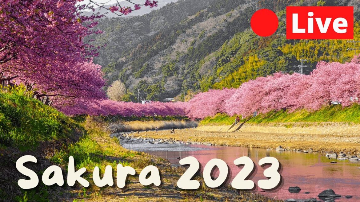 Tokyo LIVE Early Sakura Hunting