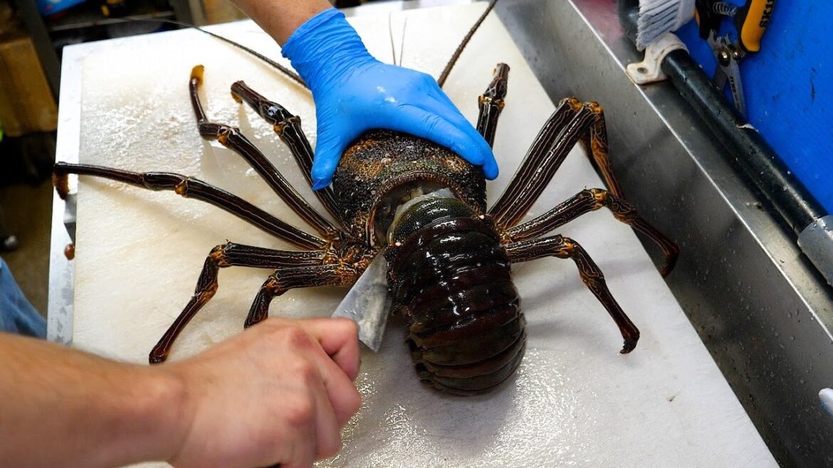 새우라고는 믿기지 않는, 크기부터 남다른 닭새우 회, 탕, 버터구이 세가지 요리