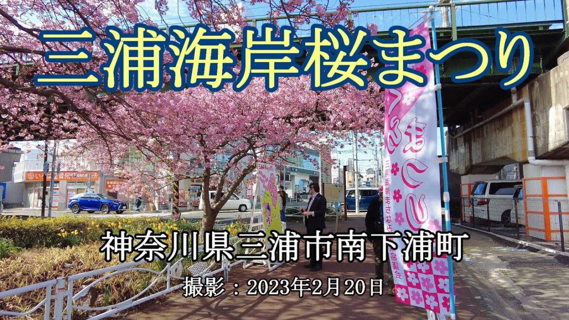 三浦海岸桜まつり = [4K] Miura Kaigan Cherry Blossom Festival