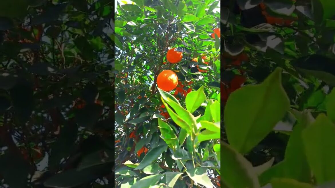 Nature In 10 Second Nature Video #ytshort #shortvideo #viral