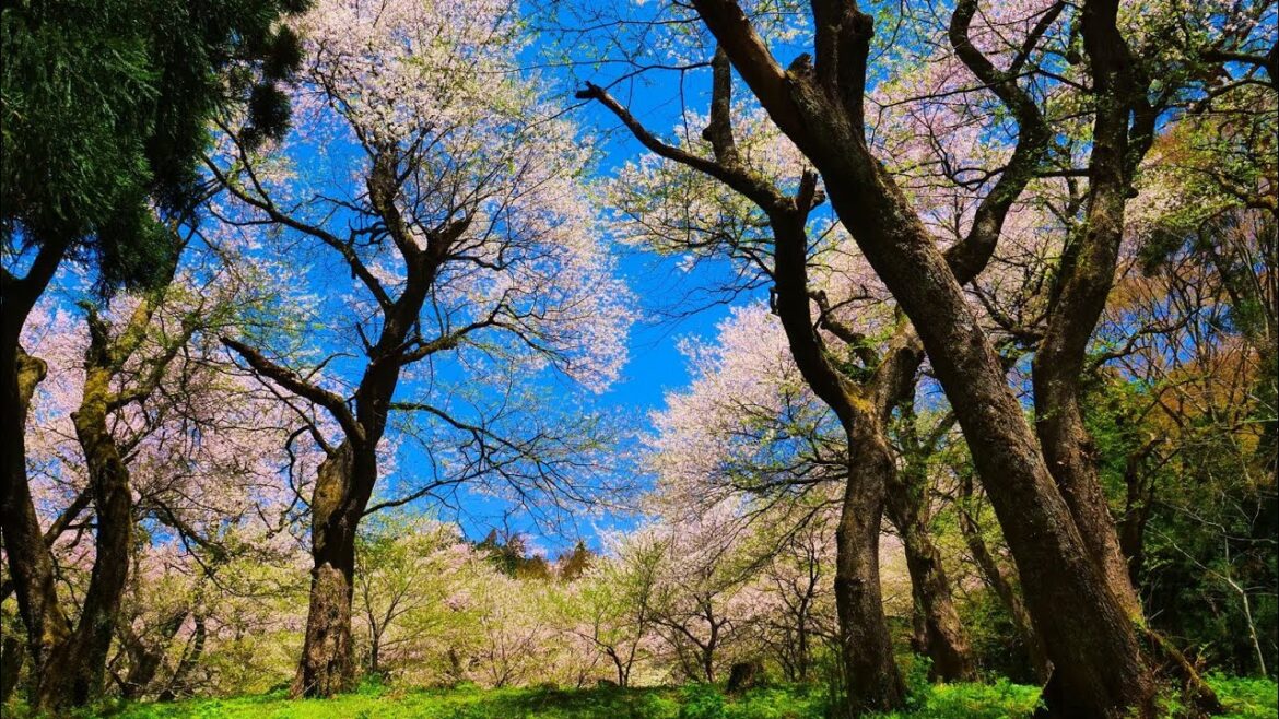 4K HDR 新潟 小山田ヒガンザクラ樹林(天然記念物) Niigata,Oyamada Higanzakura(Natural Monument)