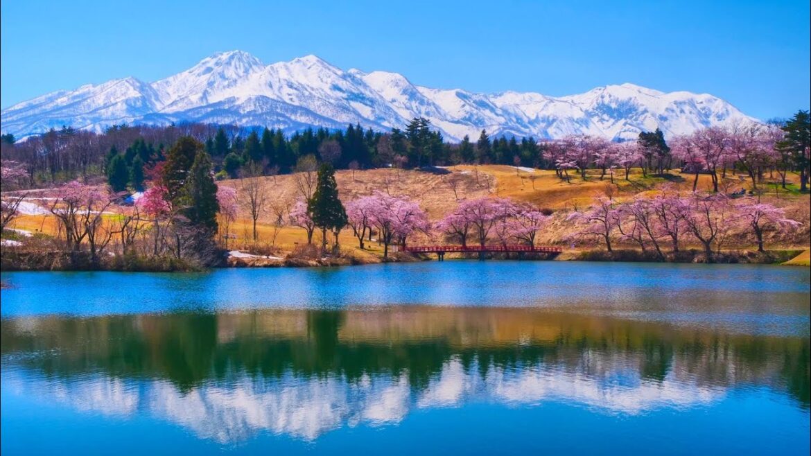 4K HDR 新潟 松ヶ峰の桜 Niigata,Sakura at Matsugamine