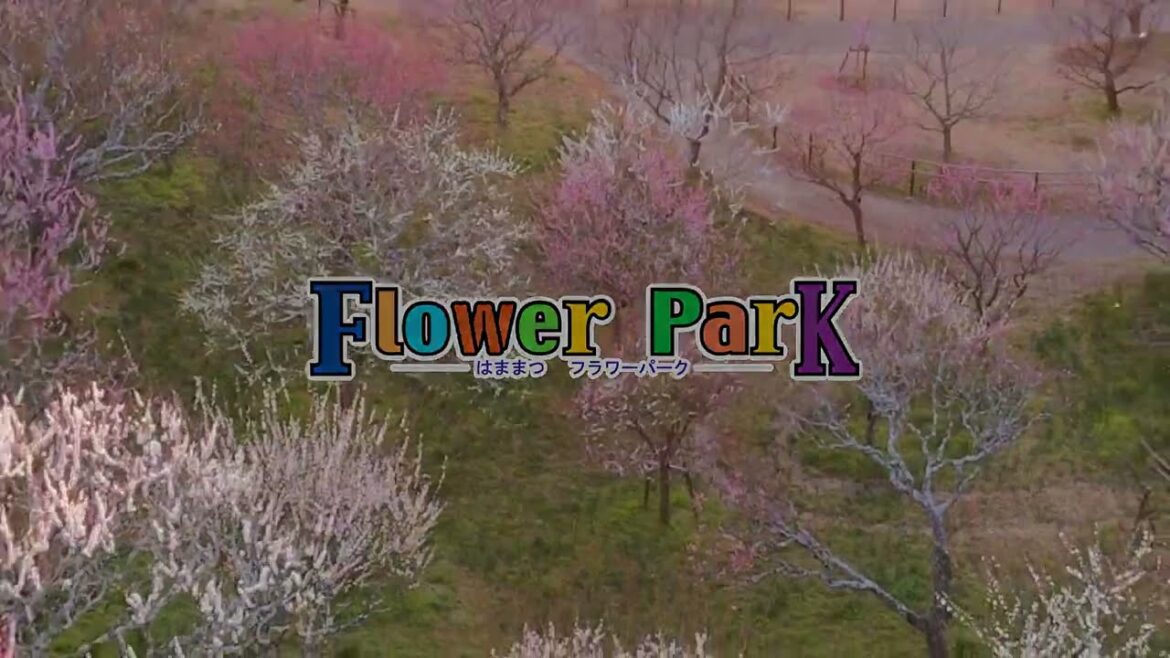 はままつフラワーパーク Hamamatsu Flower park Japanese plum blossoms dyed in the sunset(夕日に染まる梅の花) はままつフラワーパーク Hamamatsu Flower park Japanese plum blossoms dyed in the sunset(夕日に染まる梅の花)