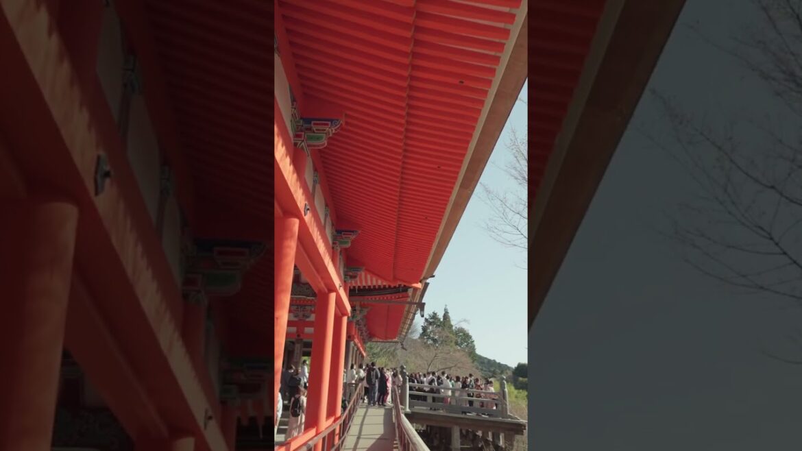 Kiyomizu Temple 清水寺, Kyoto Japan #short