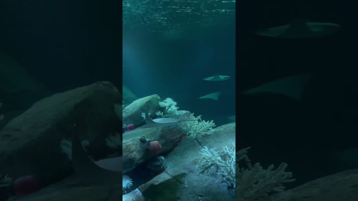 New York Aquarium: A Must-Visit Destination for Nature Lovers