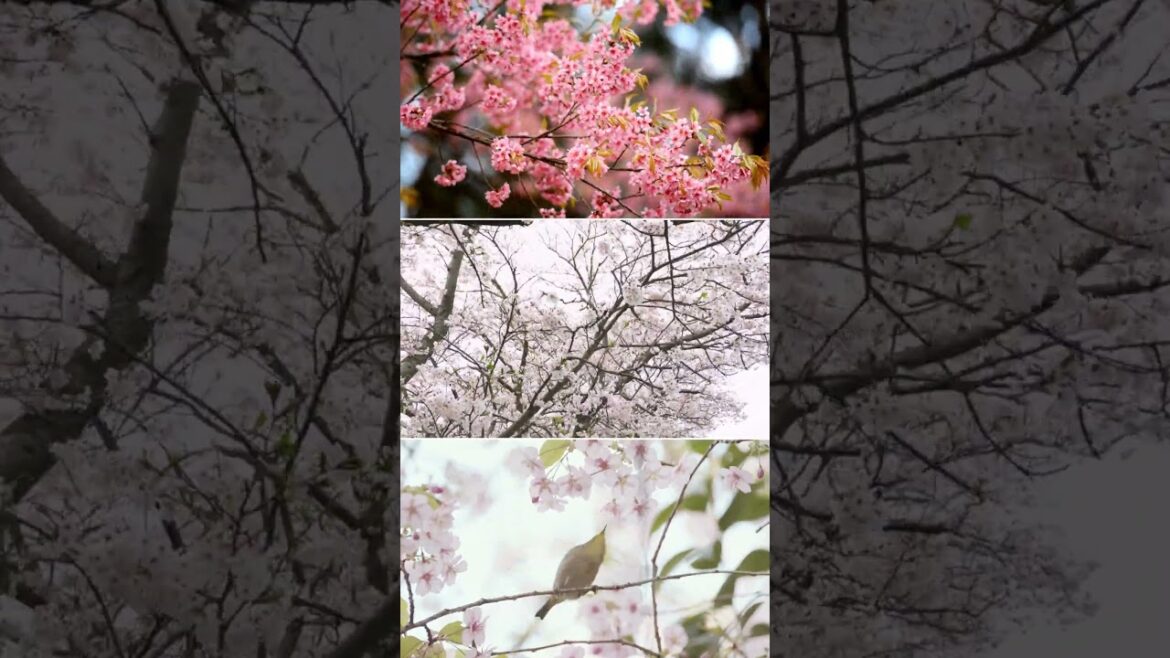 #cherryblossom #cherry #cherryseason #japan #japantrip #japantour #japanculture #japantravel #trip