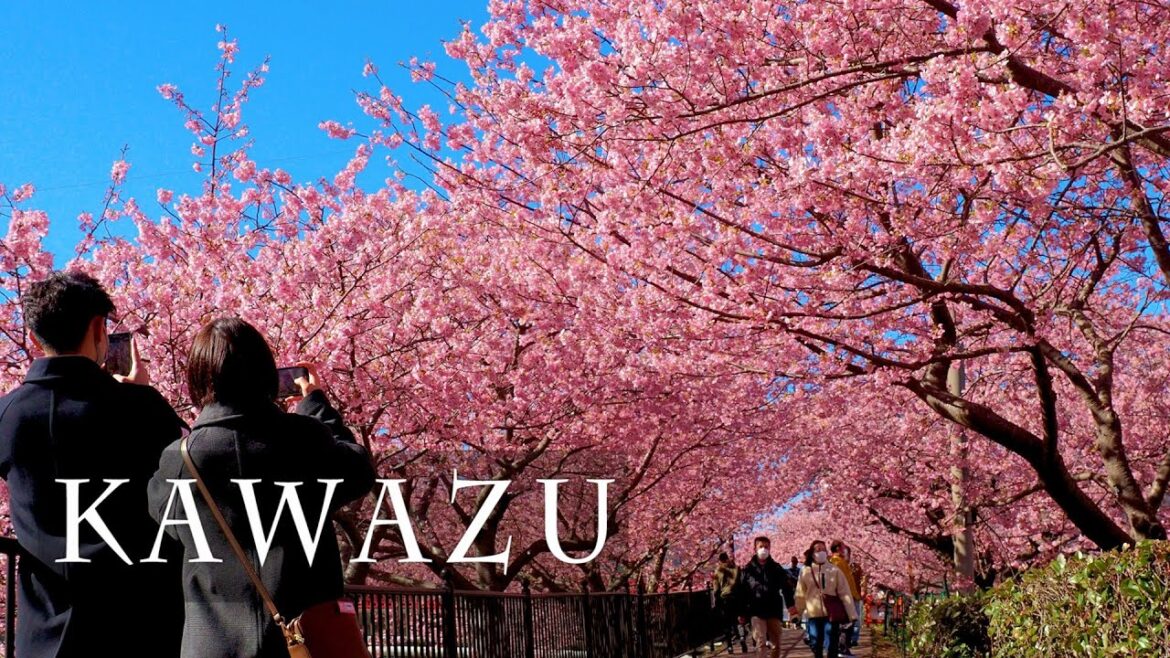 【Cherry blossoms】 KAWAZU 2021. #4K #河津桜 #桜
